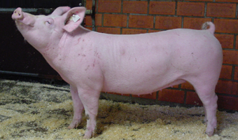 German Hybrid aus dem HAG-Konzept
