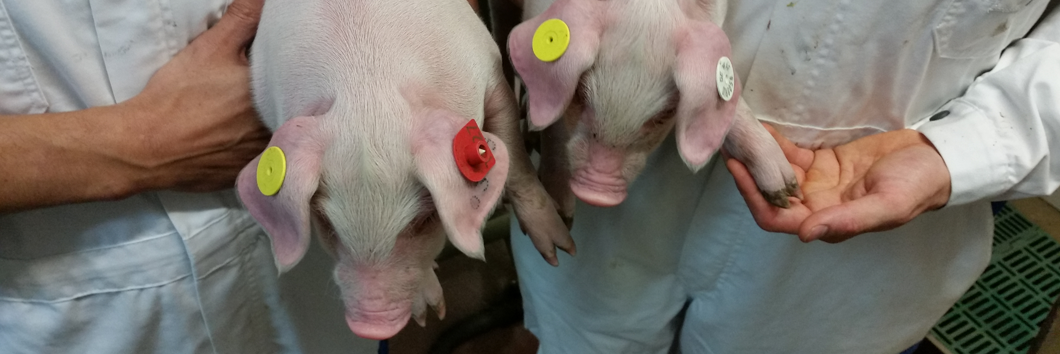 HAG Schweinezucht – Pigs and Chips